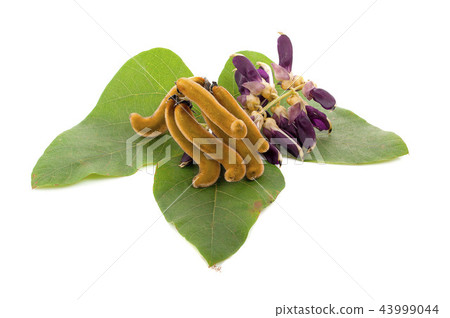 Mucuna pruriens isolated on white background 43999044