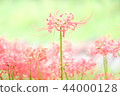 Mandarin saixa 44000128