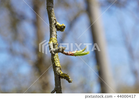 New top leaves sprouting from brown bark of old trunk New top leaves sprouting from brown bark of old trunk 44000417