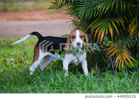 Close up of cute young Beagle playing in field 44000818