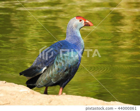 purple swamphen bird 44000861