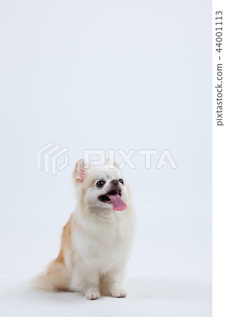 長外套奇瓦瓦 44001113