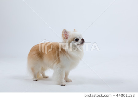 Long coat chihuahua Long coat chihuahua 44001158