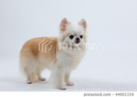 Long coat chihuahua Long coat chihuahua 44001159