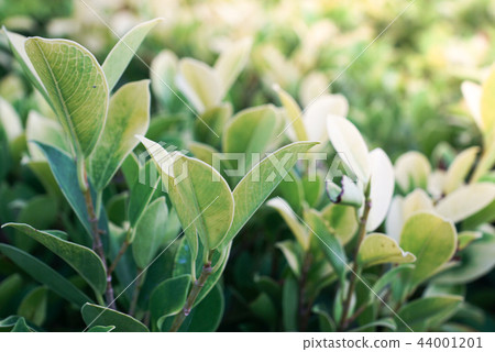 Lofty Fig or Ficus altissima Blume is a large tree 44001201