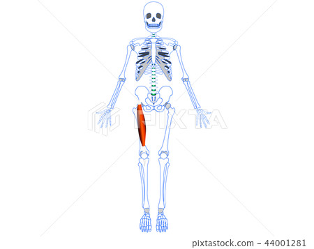 Quadriceps femoris rectus Quadriceps femoris rectus 44001281