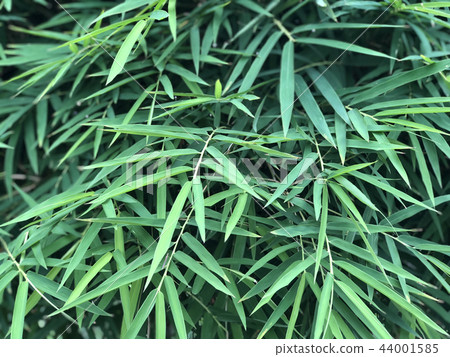 Thai bamboo leaves background Thai bamboo leaves background 44001585