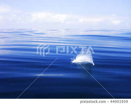 White seagull's feather on the sea surface. White seagull's feather on the sea surface. 44001939