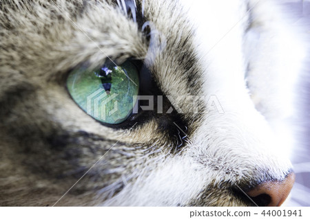 Close-up of a cat's eye turquoise color 44001941