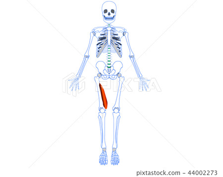 Internal quadriceps 44002273
