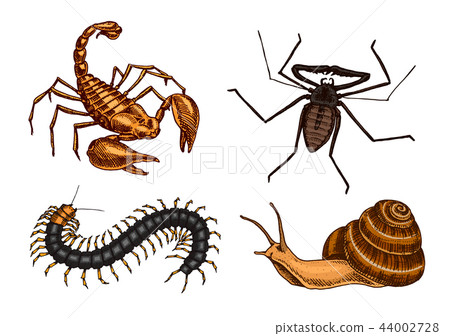 Big set of insects. Vintage Pets in house. Bugs Beetles Scorpion Snail, Whip Spider, Scolopendra 44002728