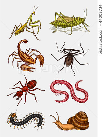 Big set of insects. Vintage Pets in house. Bugs Beetles Scorpion Snail, Whip Spider, Worm Centipede 44002734