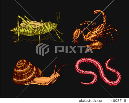 Vintage Insects. Pets in house. Scorpion Snail, Worm Locusts. Engraved hand drawn old monochrome 44002746