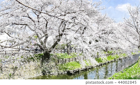 Japanese landscape 44002845