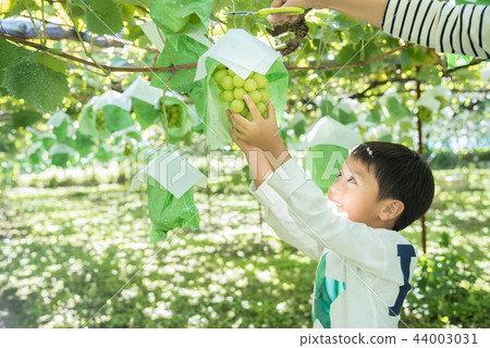 葡萄採摘兒童 44003031