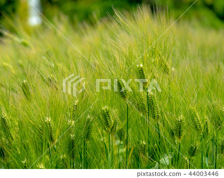Blue wheat 44003446