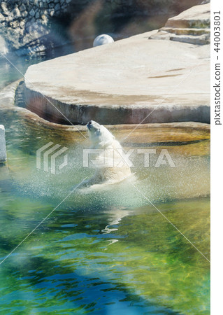 White polar bear White polar bear 44003801