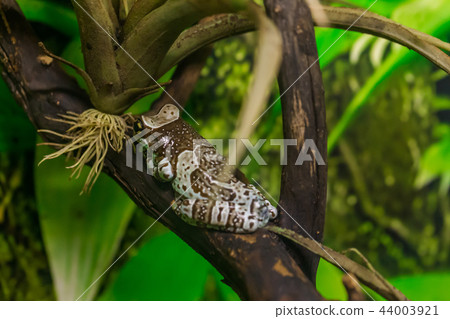 Amazon milk frog Amazon milk frog 44003921