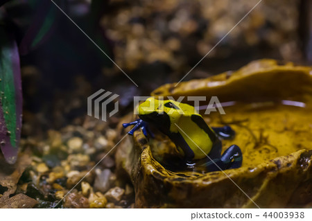 Yellow and black poison dart frog 44003938