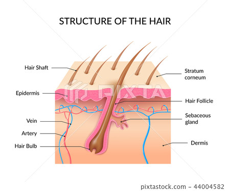Realistic Human Hair Anatomy Infographics 44004582