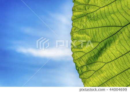 Fresh green leaves and blue sky background. 44004699