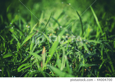Grass green with dew and black frame 44004700