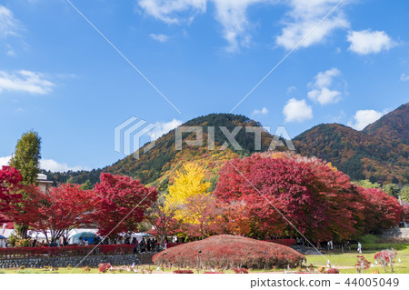 [Autumn leaves, maple corridor, Lake Kawaguchi] 44005049