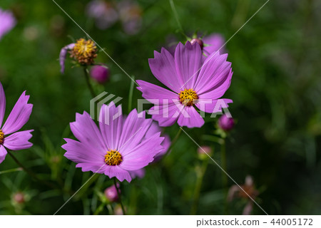 Pink cosmos flowers 44005172