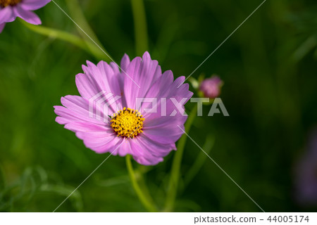 粉紅色的波斯菊花 粉紅色的波斯菊花 44005174