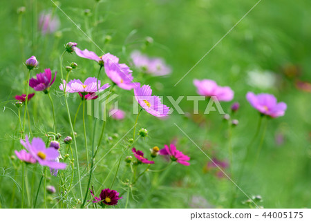 粉紅色的波斯菊花 粉紅色的波斯菊花 44005175