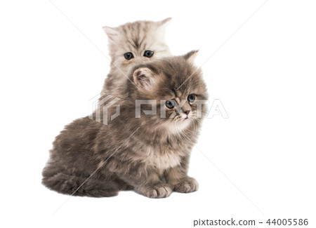 fluffy kittens isolated 44005586