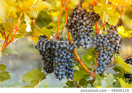 Bunch of grapes on a vineyard during sunset. Bunch of grapes on a vineyard during sunset. 44006129