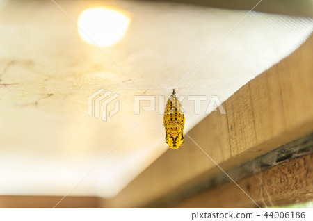 Golden butterfly Golden butterfly 44006186