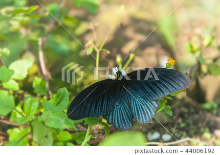 蝴蝶王國台灣-黑色鳳蝶 蝴蝶王國台灣-黑色鳳蝶 44006192