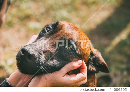 Man Stroking Malinois Dog In Summer Day. Belgian Sheepdog Or She Man Stroking Malinois Dog In Summer Day. Belgian Sheepdog Or She 44006205