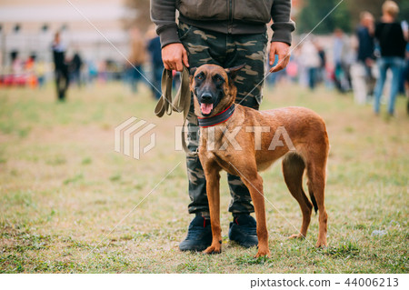 Handler Working With A Malinois Dog In Training In Summer Day 44006213