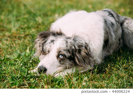 Border Collie Or Scottish Sheepdog Adult Dog Sitting In Green Gr 44006224