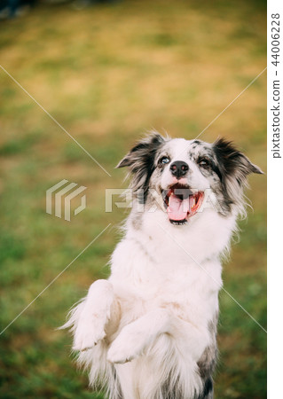 Border Collie Adult Dog Staying On Paws In Green Grass. Close Up 44006228