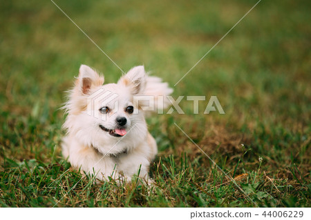 Beautiful Funny Young White Chihuahua Dog Sitting On Green Grass 44006229