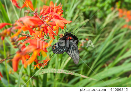 蝴蝶王國台灣-紅色石蒜花與黑色鳳蝶 44006245