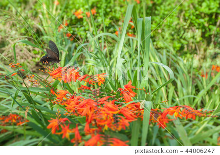 蝴蝶王國台灣-紅色石蒜花與黑色鳳蝶 蝴蝶王國台灣-紅色石蒜花與黑色鳳蝶 44006247