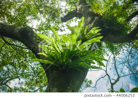 樹上巨大原始的鳥巢蕨 樹上巨大原始的鳥巢蕨 44006253