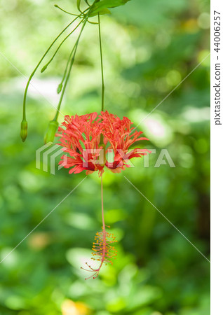 美麗的吊燈扶桑花 美麗的吊燈扶桑花 44006257