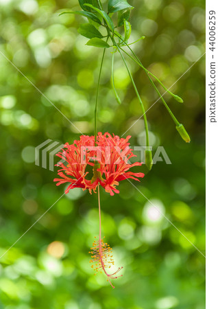 美麗的吊燈扶桑花 44006259