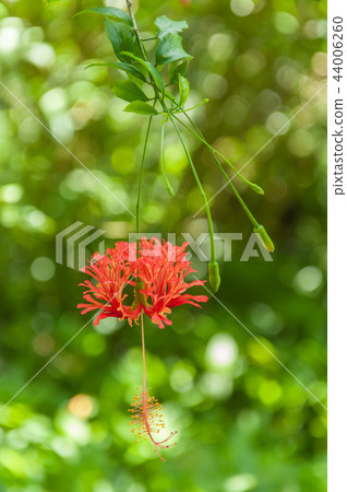 美麗的吊燈扶桑花 美麗的吊燈扶桑花 44006260