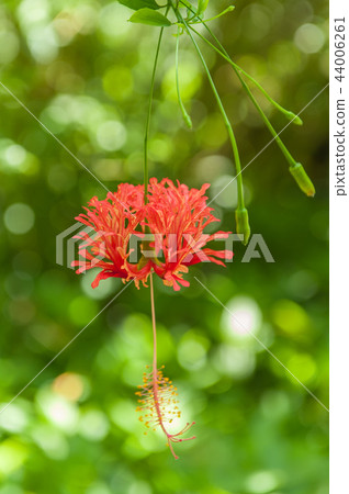 美麗的吊燈扶桑花 44006261