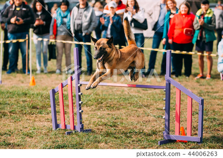Malinois Dog Jumping Through Barrier During Agility Dog Training Malinois Dog Jumping Through Barrier During Agility Dog Training 44006263