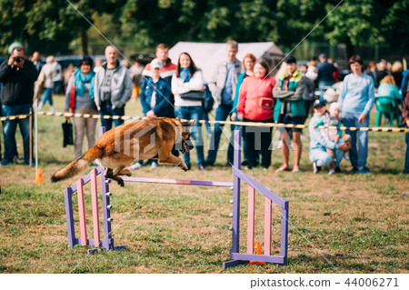 Malinois Dog Jumping Through Barrier During Agility Dog Training Malinois Dog Jumping Through Barrier During Agility Dog Training 44006271