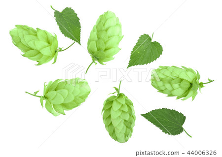 hop cones with leaves isolated on white background close-up. Top view. Flat lay pattern hop cones with leaves isolated on white background close-up. Top view. Flat lay pattern 44006326