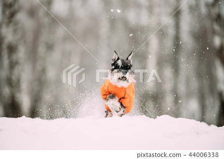 Miniature Schnauzer Dog Or Zwergschnauzer Sitting In Outfit Play Miniature Schnauzer Dog Or Zwergschnauzer Sitting In Outfit Play 44006338